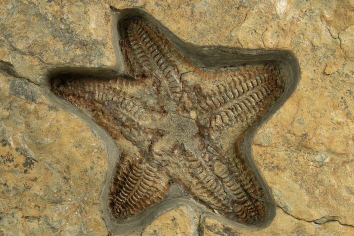 Very Detailed, Ordovician Fossil Starfish - Morocco #321044